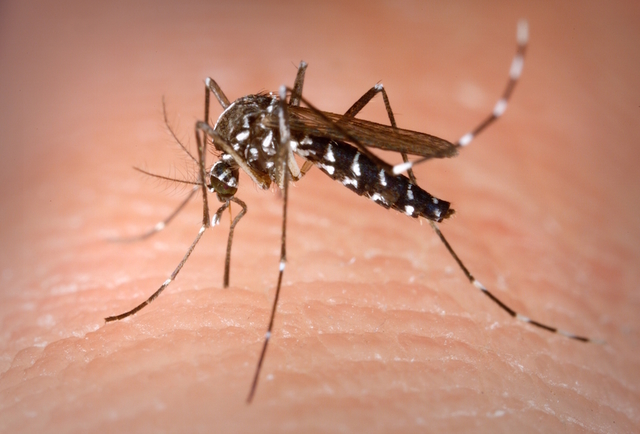 Campagna contro le zanzare: secondo intervento e definizione calendario